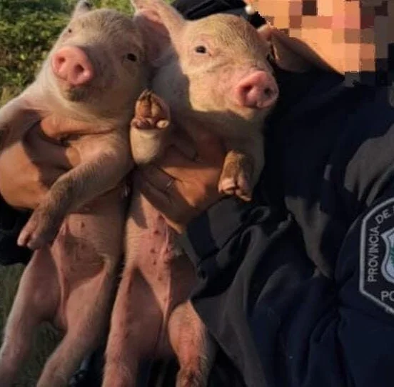 Imagen Ilustrativa de internet