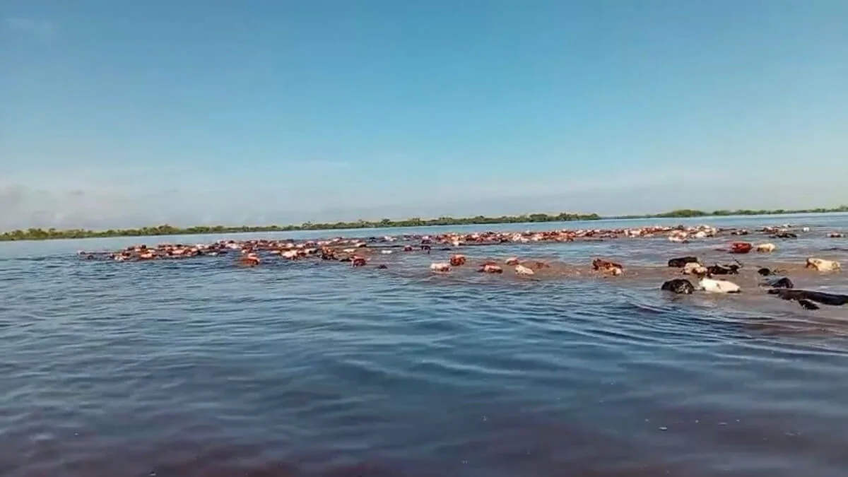 ganado-zona-inundada-vera-2026
