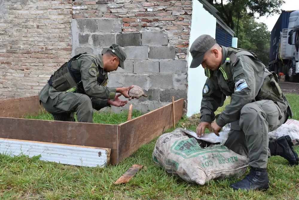 santa_fe._descubren_150_tortugas_y_100_aves_silvestres_ocultas_en_la_carga_de_un_camion5