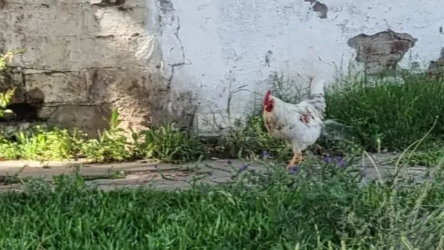 Cocó, el gallo que despierta amor y "odio" entre los vecinos de barrio Ciudadela